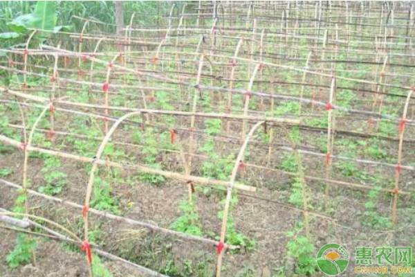 温室苦瓜嫁接方法,大棚嫁接苦瓜种植技术及施肥方法