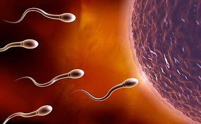 奶牛繁育与人工授精百科,奶牛人工授精动画流程