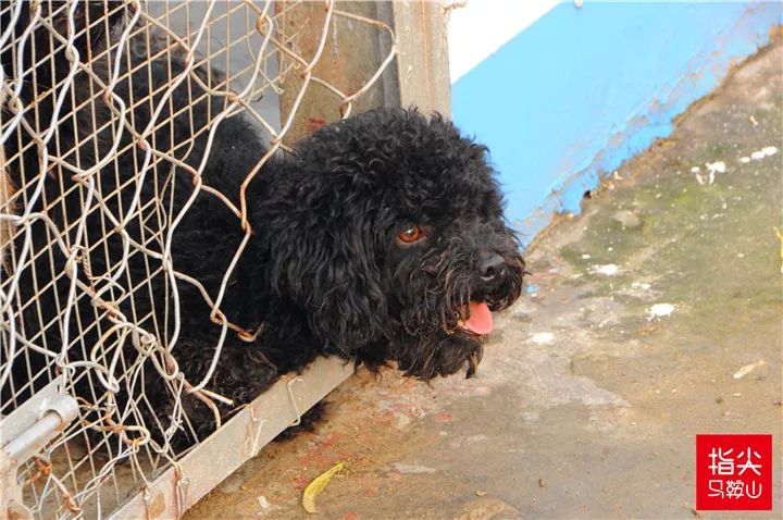 马鞍山流浪狗救助中心在哪里,曝光流浪狗救助真相