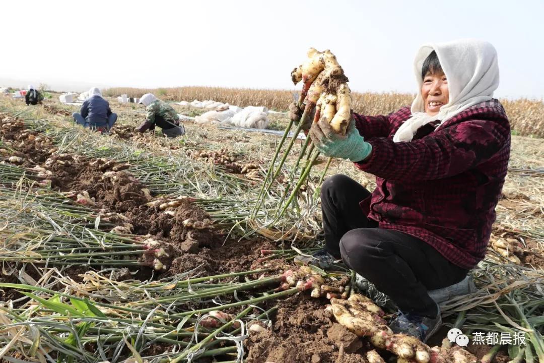 种植生姜喜丰收,一亩地2万斤大姜种植