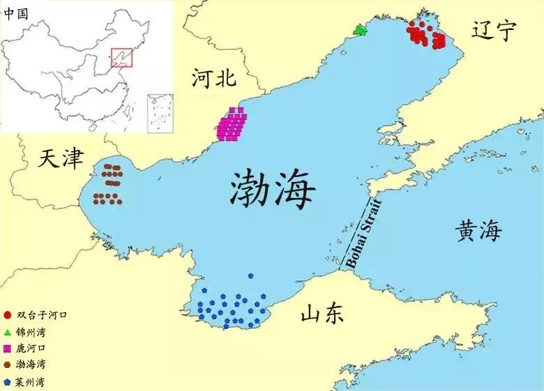 渤海当季海鲜推荐,中国渤海海鲜