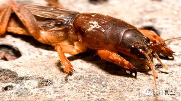 西瓜病虫害一本通表,西瓜红薯种植病虫害防治