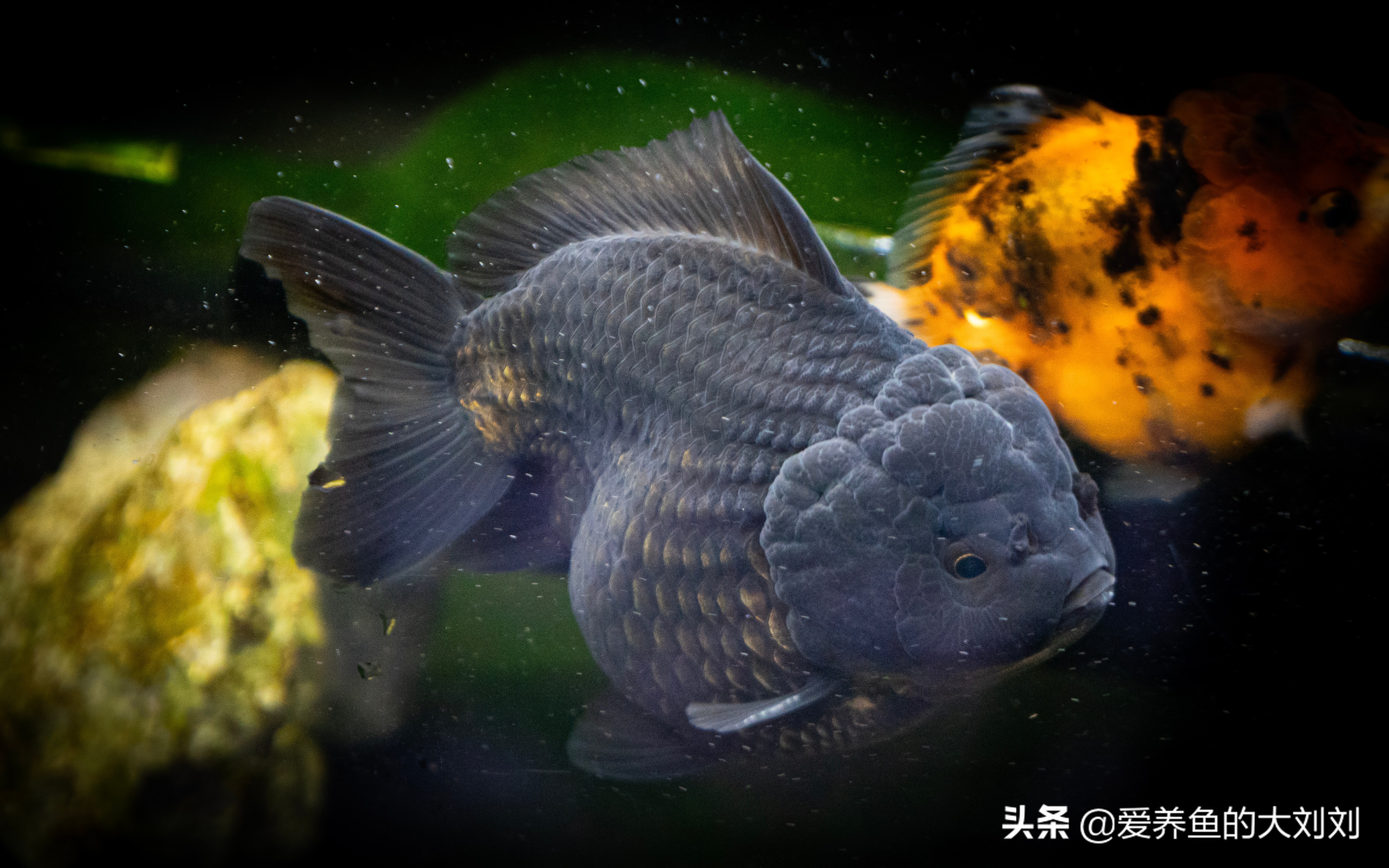 收藏关于金鱼的10个小秘密,关于金鱼的科普小知识