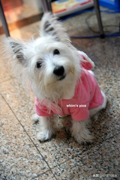 比尼熊狗狗价格,阿拉斯加狗狗价格