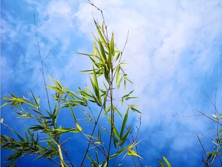 易经的易字是变化的意思吗,易经里易字的寓意是什么