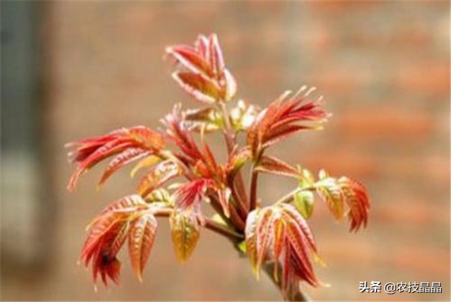 绿香椿红香椿哪个更适合阳台种植,巴山红香椿种植技术视频