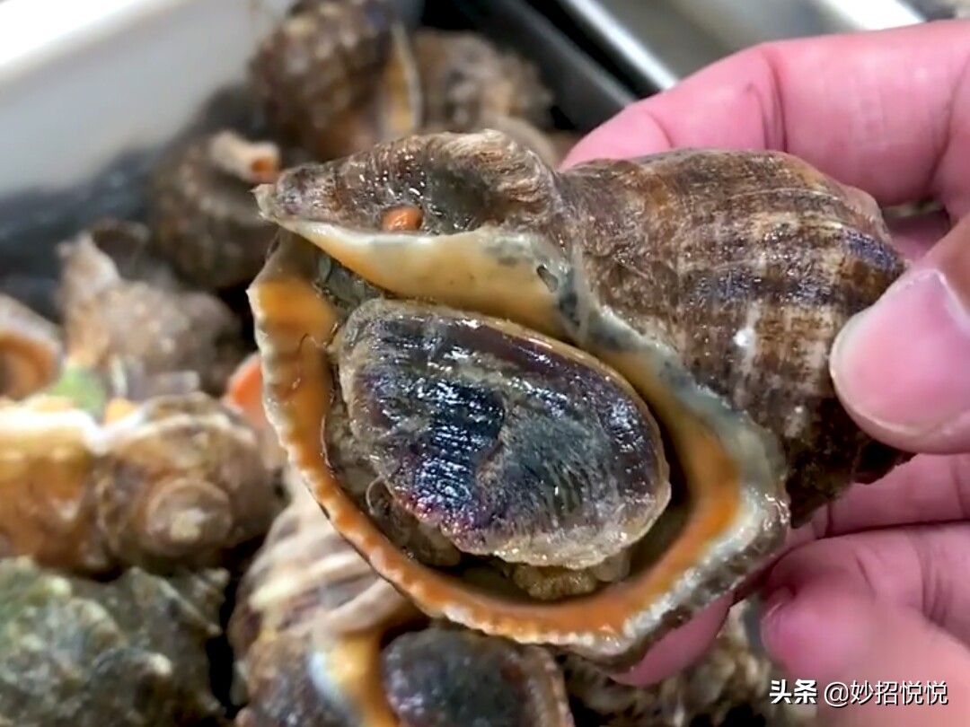 怎么挑选海螺最好,海螺挑选方法