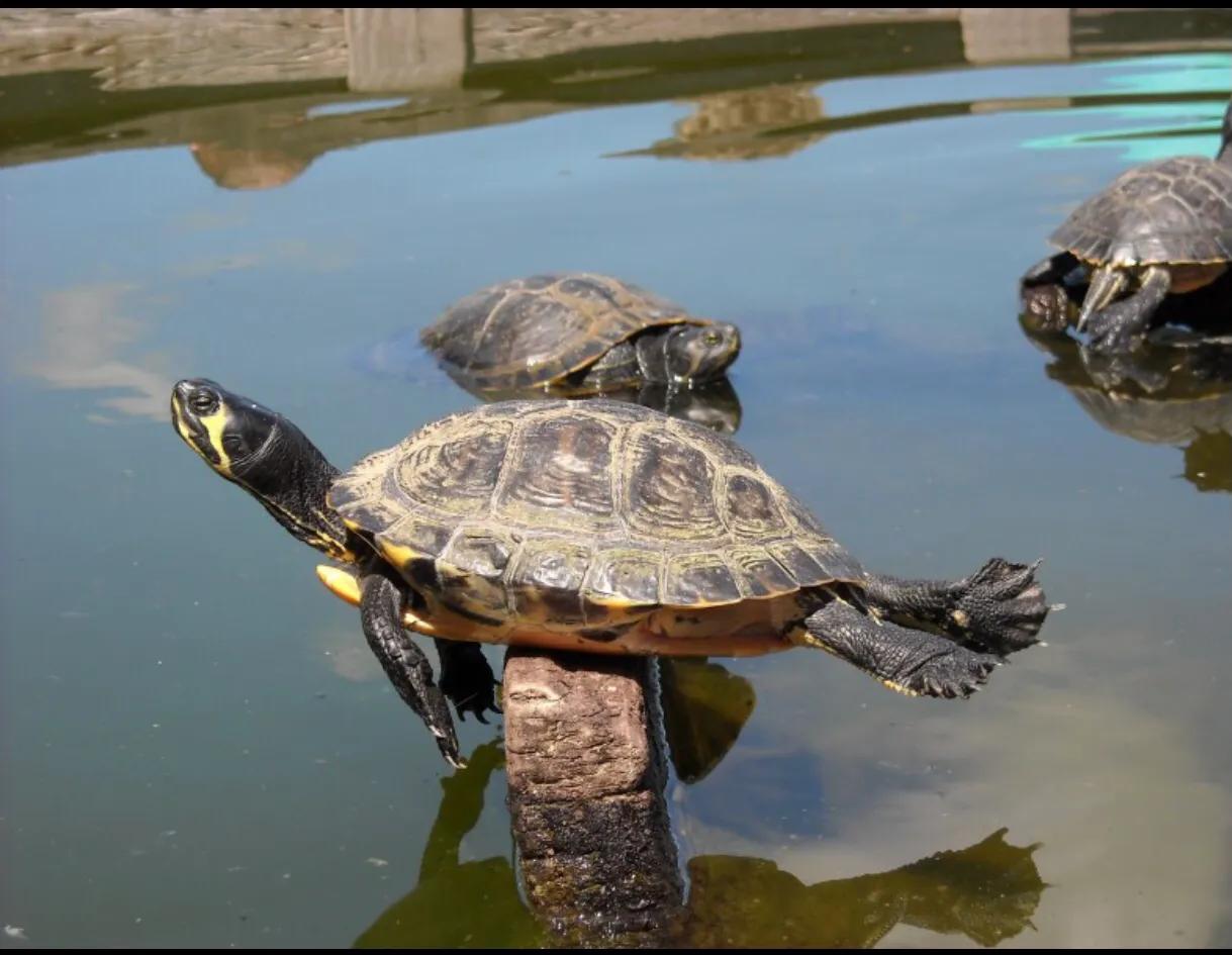 长寿龟不吃东西,最长寿龟视频