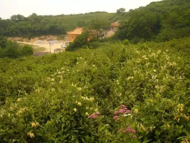 巢湖市东黄山的春茶,巢湖北乡有哪些茶