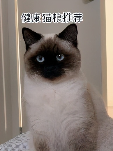 进口猫粮怎么买才能买到正品,2021进口猫粮指南