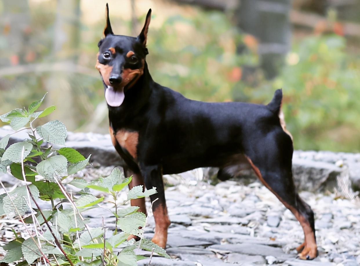 家里有小孩适合养什么小型犬,好养不吵不掉毛无异味的小型犬