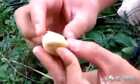 简简单单吃一条鱼,简简单单一根鱼竿就可以钓鱼