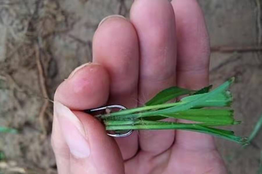 钓草鱼的时候竿子被拖下去怎么办,草鱼太大不好钓怎么办