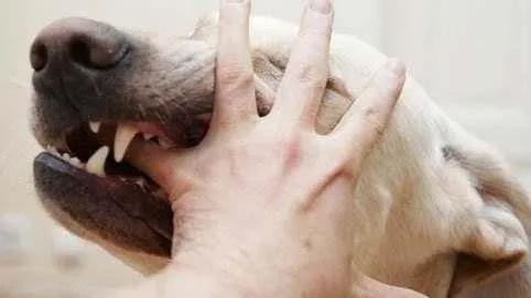 被小狗的牙齿刮到没出血要紧吗,被小狗狗牙齿刮蹭了皮要打疫苗吗