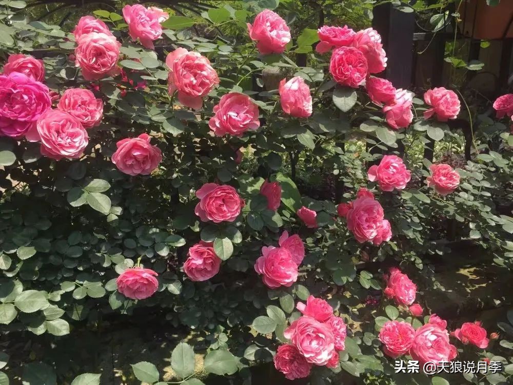 花友家的春花都开爆爆爆了，快来云赏花！（上）