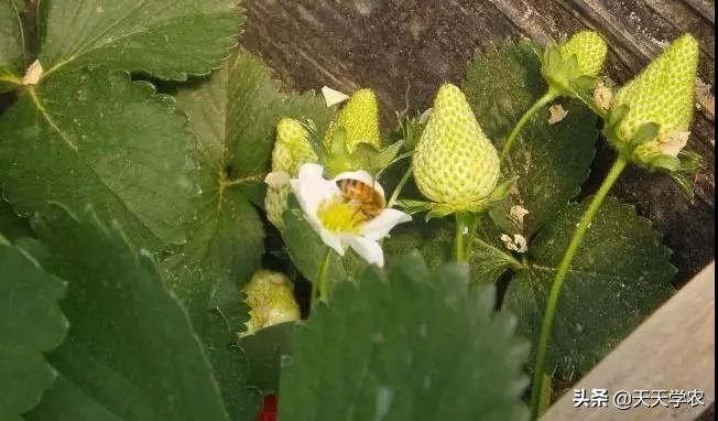 丑果卖不了好价钱!草莓畸形果这么多,怎么产生的?该如何避免?