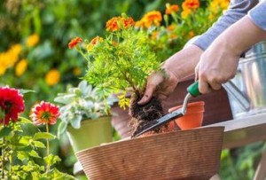 园艺疗法,园艺疗愈