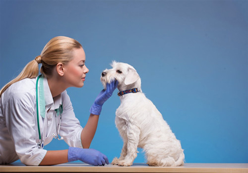 2-3个月狗狗腹泻呕吐怎么办,狗狗拉肚子呕吐怎么办最有效