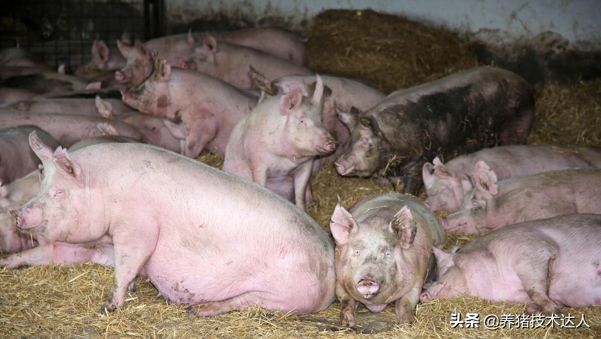 母猪产前不吃打什么针,母猪产前不吃食打什么针好