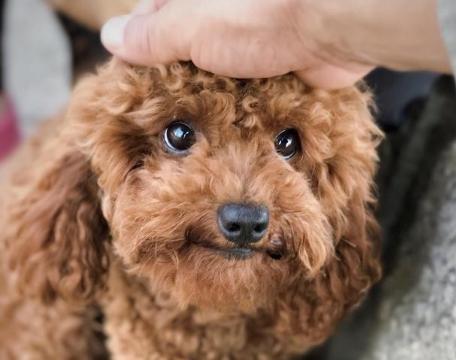 怎么训练泰迪犬才听从命令,如何训练泰迪犬的最好方法
