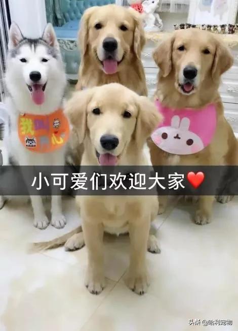 抖音狗狗颜值排行前十的狗,盘点抖音最火宠物狗