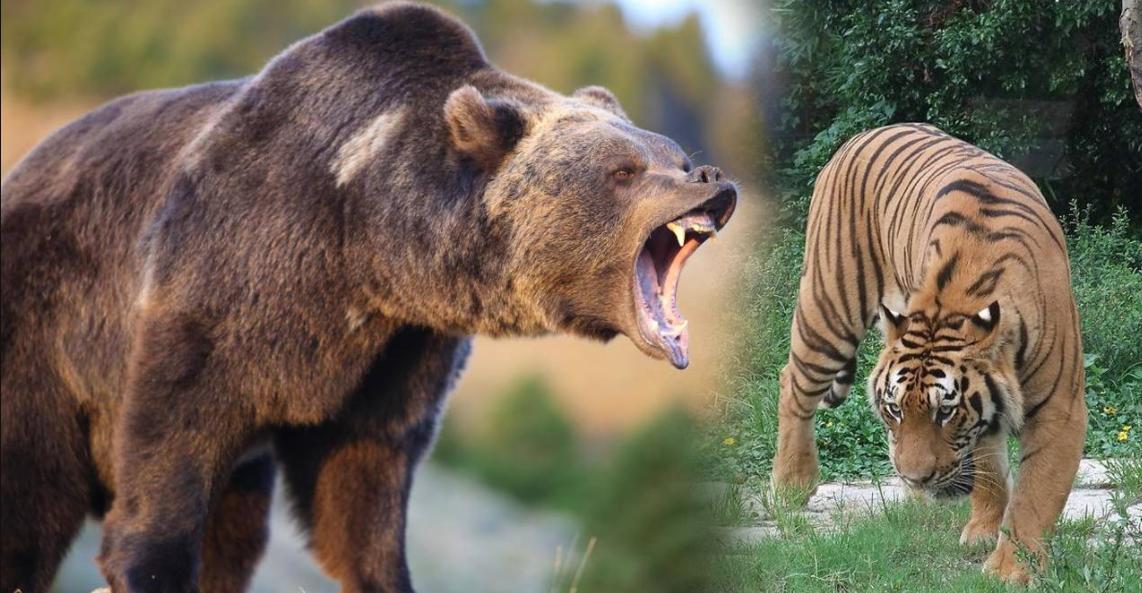 遇到熊如何自救搞笑,遇到熊怎么脱险