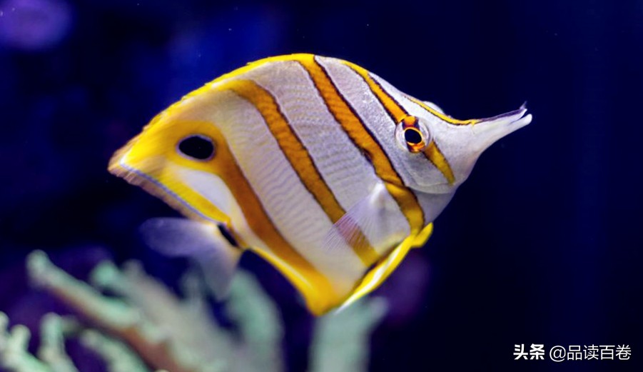 鱼的记忆真的只有7秒钟,鱼儿的记忆为啥只有七秒