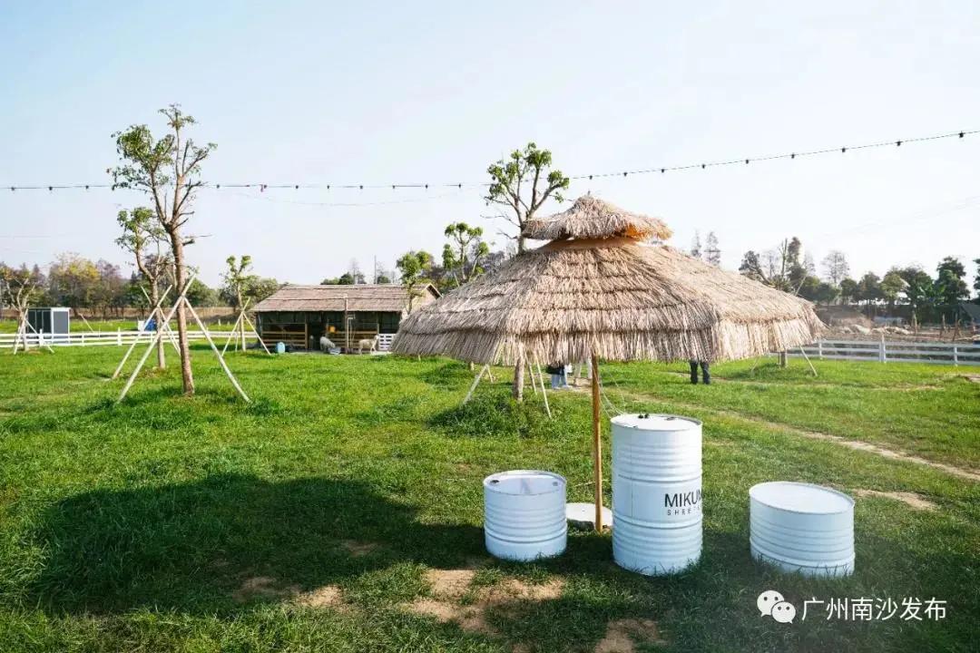 广州现在花开的季节,广州现在什么花开了