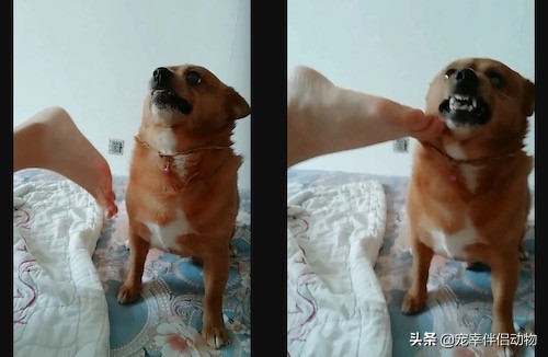 花露水可以给狗狗用吗,狗狗最讨厌的花露水