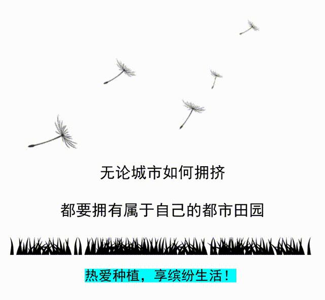 盆栽橙子苗施什么肥,盆栽橙子树怎样才结果