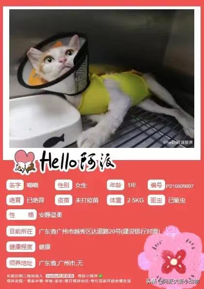 阿派志愿者救助一只流浪猫,阿派救助流浪猫