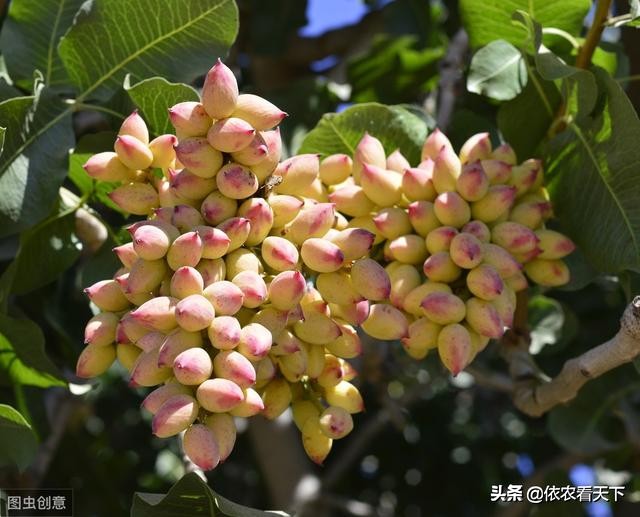 开心果在我国哪些地方可以种植,开心果50一斤