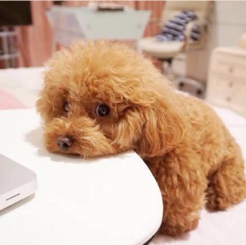 泰迪犬应该如何养,泰迪犬怎么养吃什么