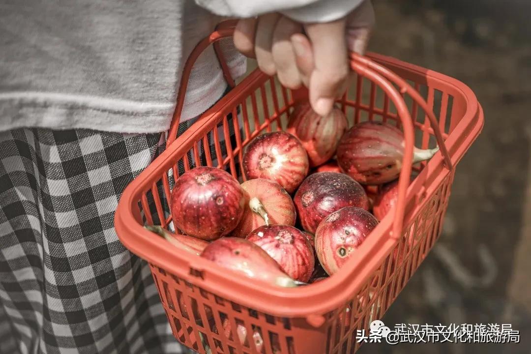 板栗葡萄采摘园,板栗桠葡萄采摘园