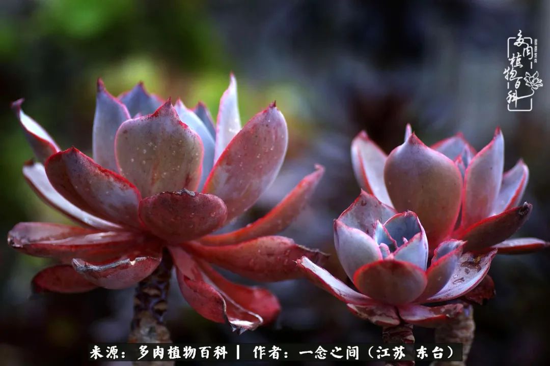 遇见花开蓝莓糖,遇见花开蔬菜沙拉酱