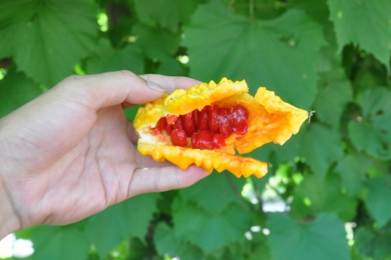 为啥自己做的苦瓜又黑又柴,炒的苦瓜太苦怎么二次拯救