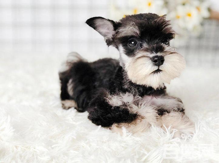 雪纳瑞吃什么牌子狗粮好,雪纳瑞吃什么牌子的狗粮比较好