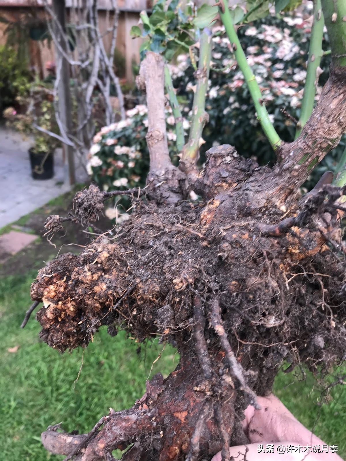 月季突然枝叶都干枯了,月季突然黄叶死掉