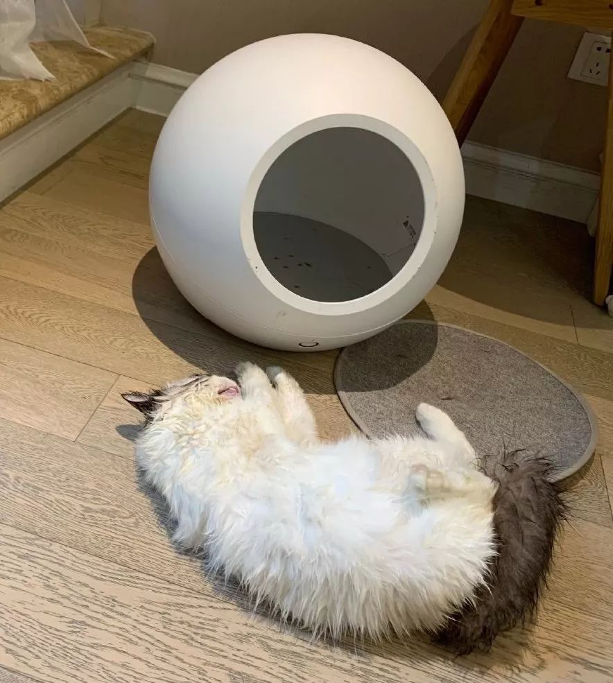 盘点致命的养猫玩具,猫咪新出网红用品