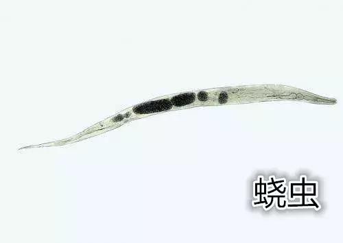 宝宝屁股痒怎样止痒,宝宝屁股痒如何止痒快