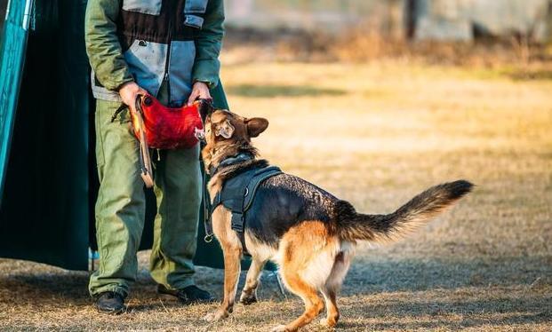 德国牧羊犬优点和缺点,德国牧羊犬的优点和缺点大揭秘