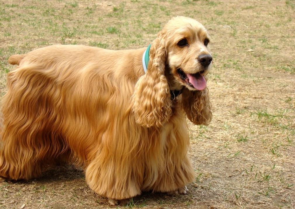 日本有斯塔福犬吗,日本有巴哥犬吗