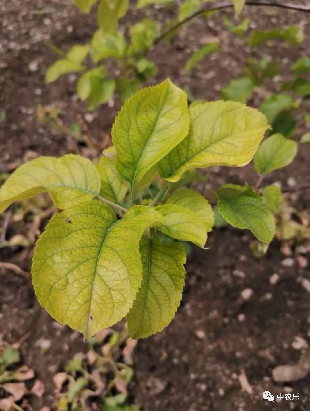 苹果树缺铁黄化是怎么回事,苹果树叶片黄化脱落是什么病