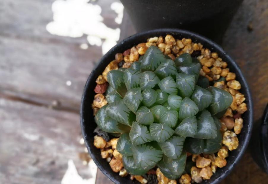 夏季多肉淋雨了怎么处理,多肉淋雨了怎么处理