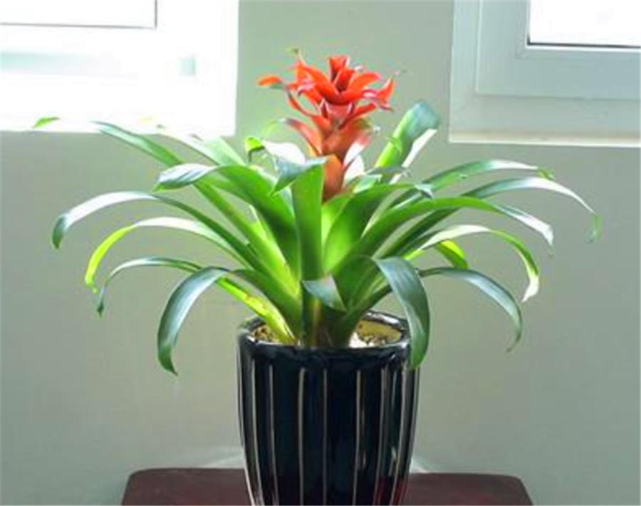 养最美年宵花鸿运当头，学会4个“巧办法”，叶子油绿开花多