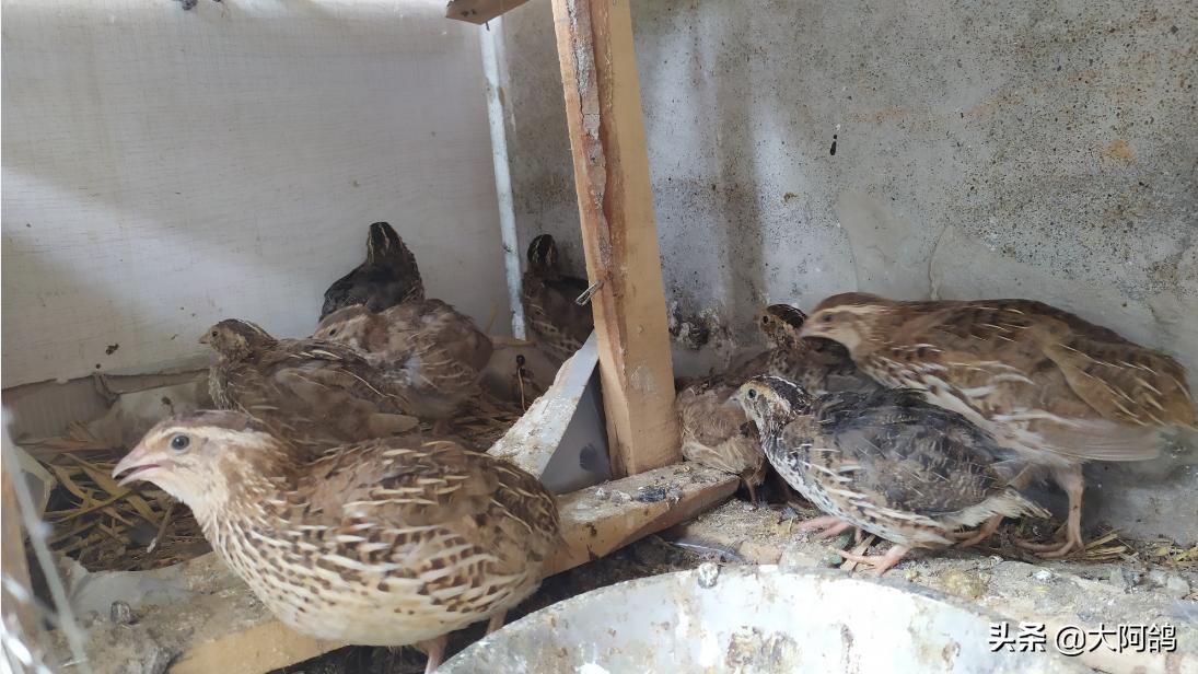 自制鹌鹑蛋简易孵化器,如何不用孵化器简单孵化鹌鹑蛋