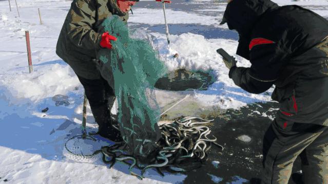 黑龙江省快手,黑龙江省内快手