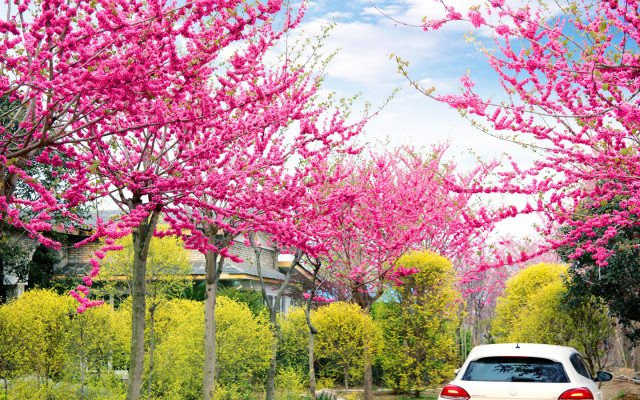 附近绿化苗木巨紫荆15公分,苏州市2021年绿化苗木参考价格