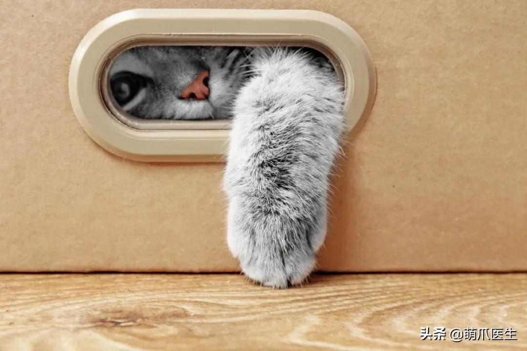 懒人养的猫很粘人吗,猫养得越久越粘人