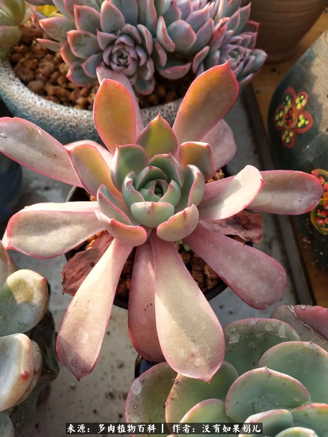 明人不说暗话，我为多肉而来！